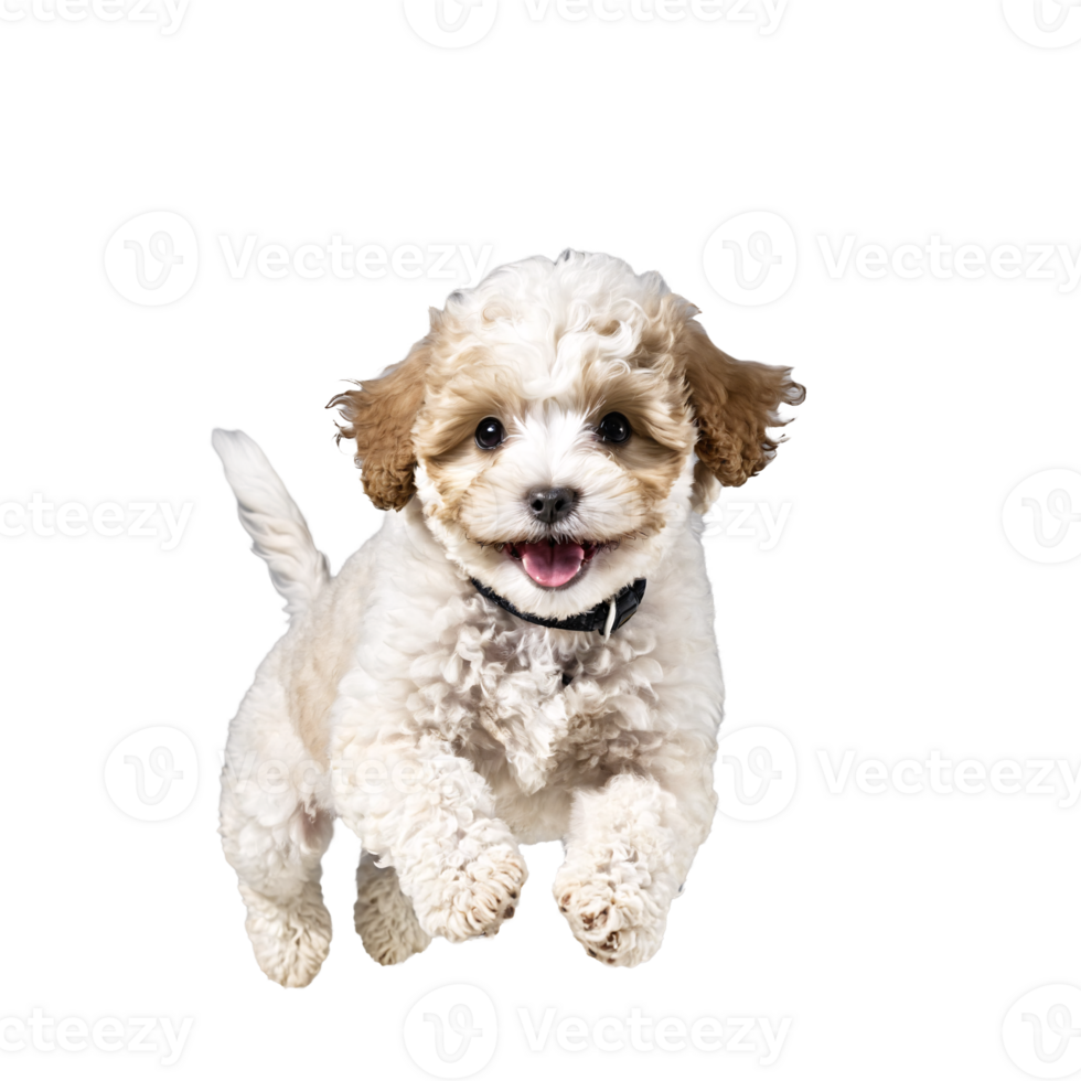 maltipoo dog puppy jumping and running isolated transparent png