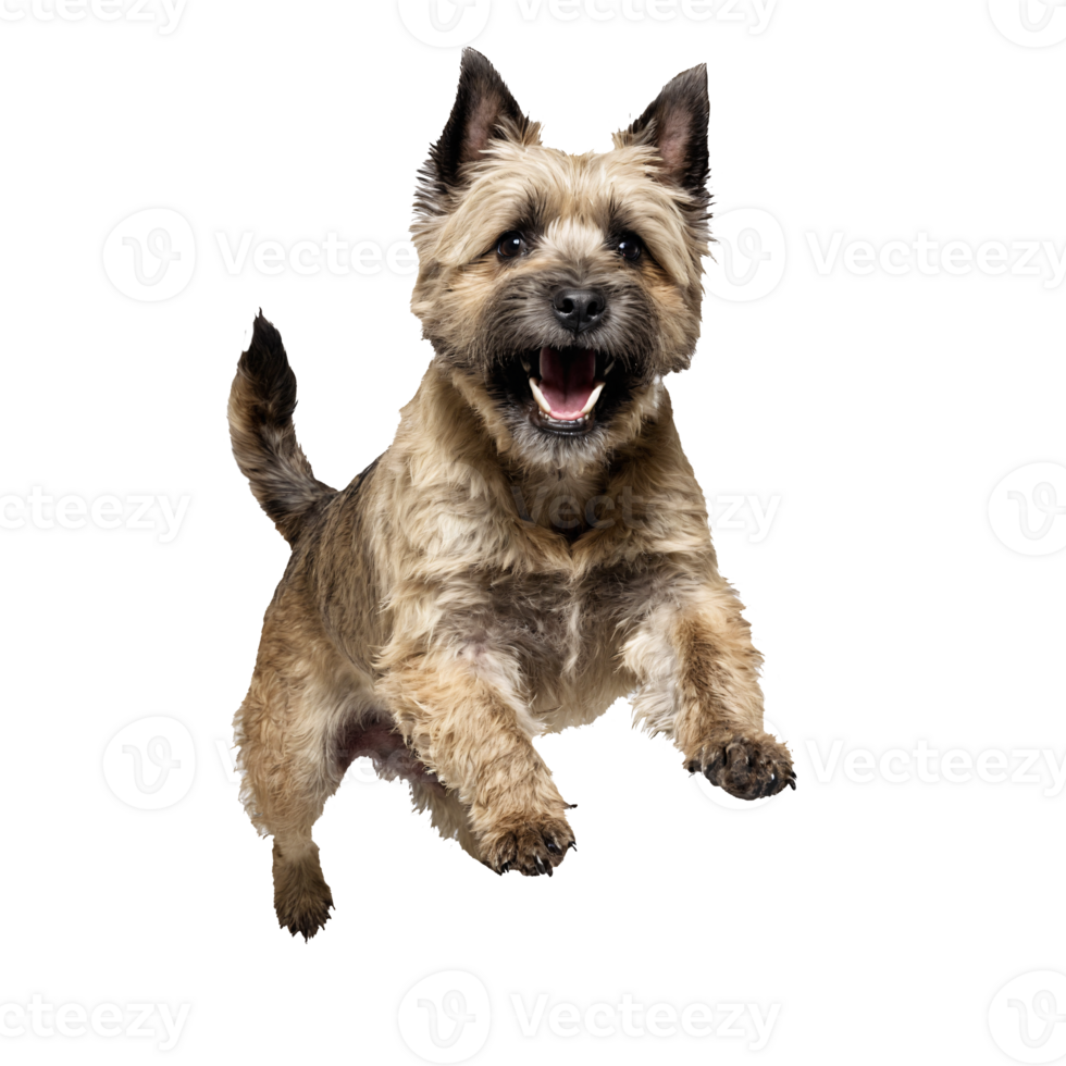 cairn terrier dog puppy jumping and running isolated transparent png