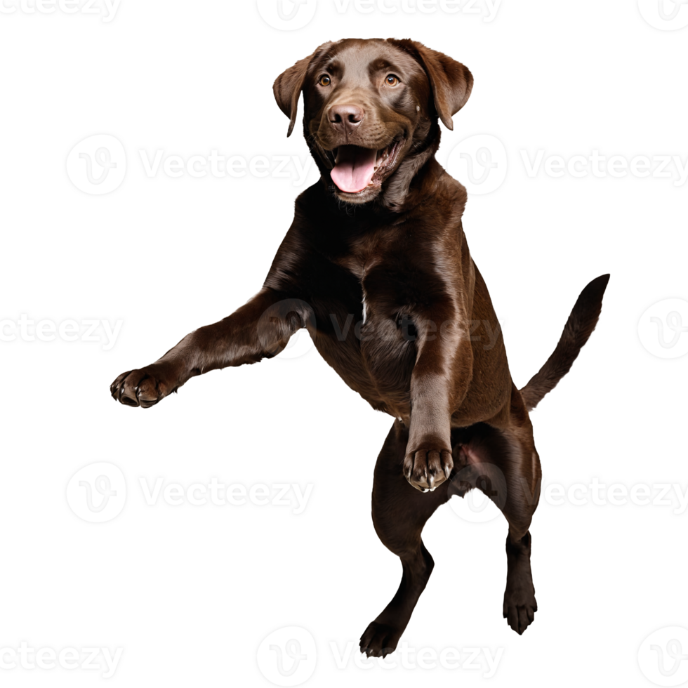 brown labrador retreiver dog jumping and running isolated transparent png