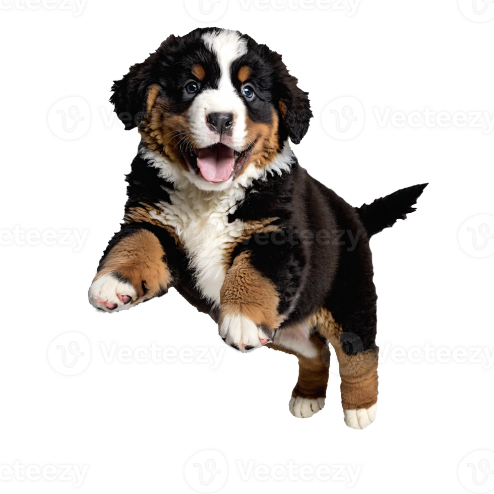 bernese dog puppy jumping and running isolated transparent png