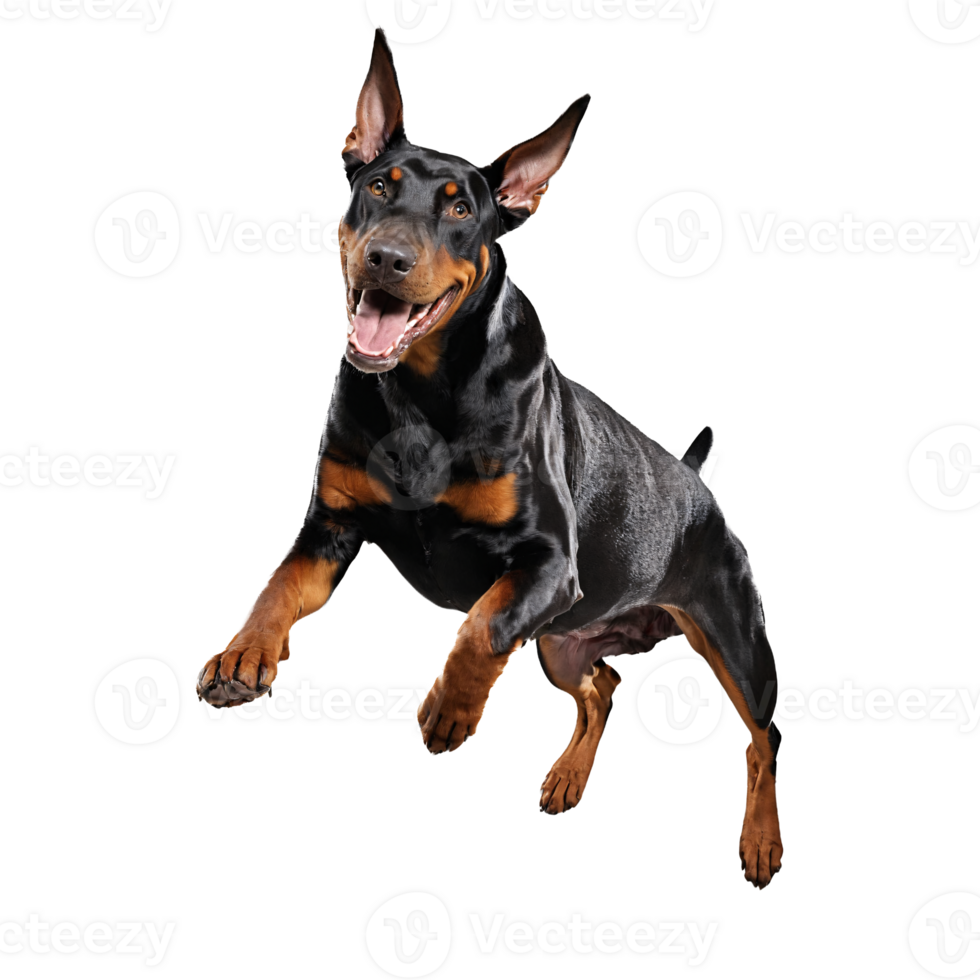 dobermann dog jumping and running isolated transparent png