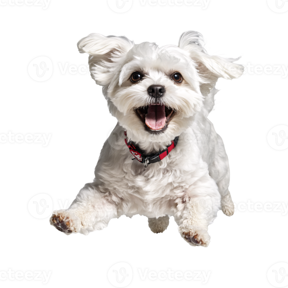 maltese dog puppy jumping and running isolated transparent png