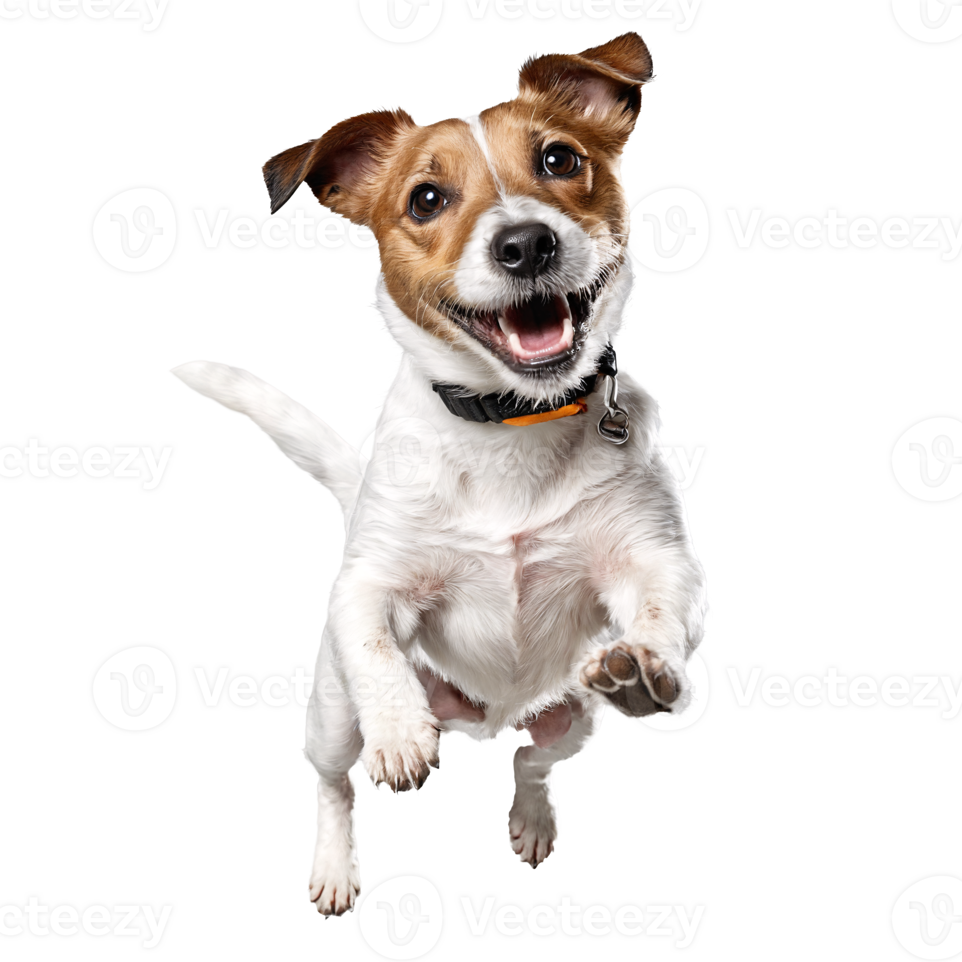 jack russel terrier dog jumping and running isolated transparent 44760984 PNG