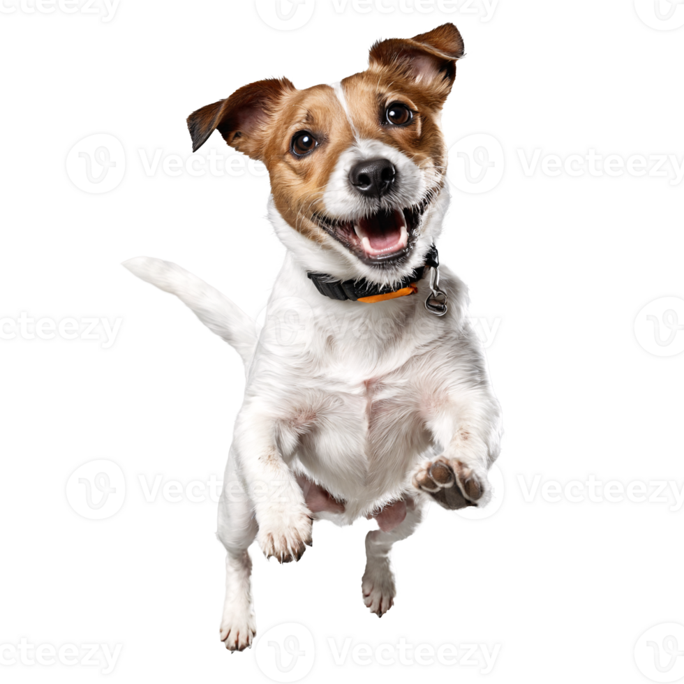 jack russel terrier dog jumping and running isolated transparent png