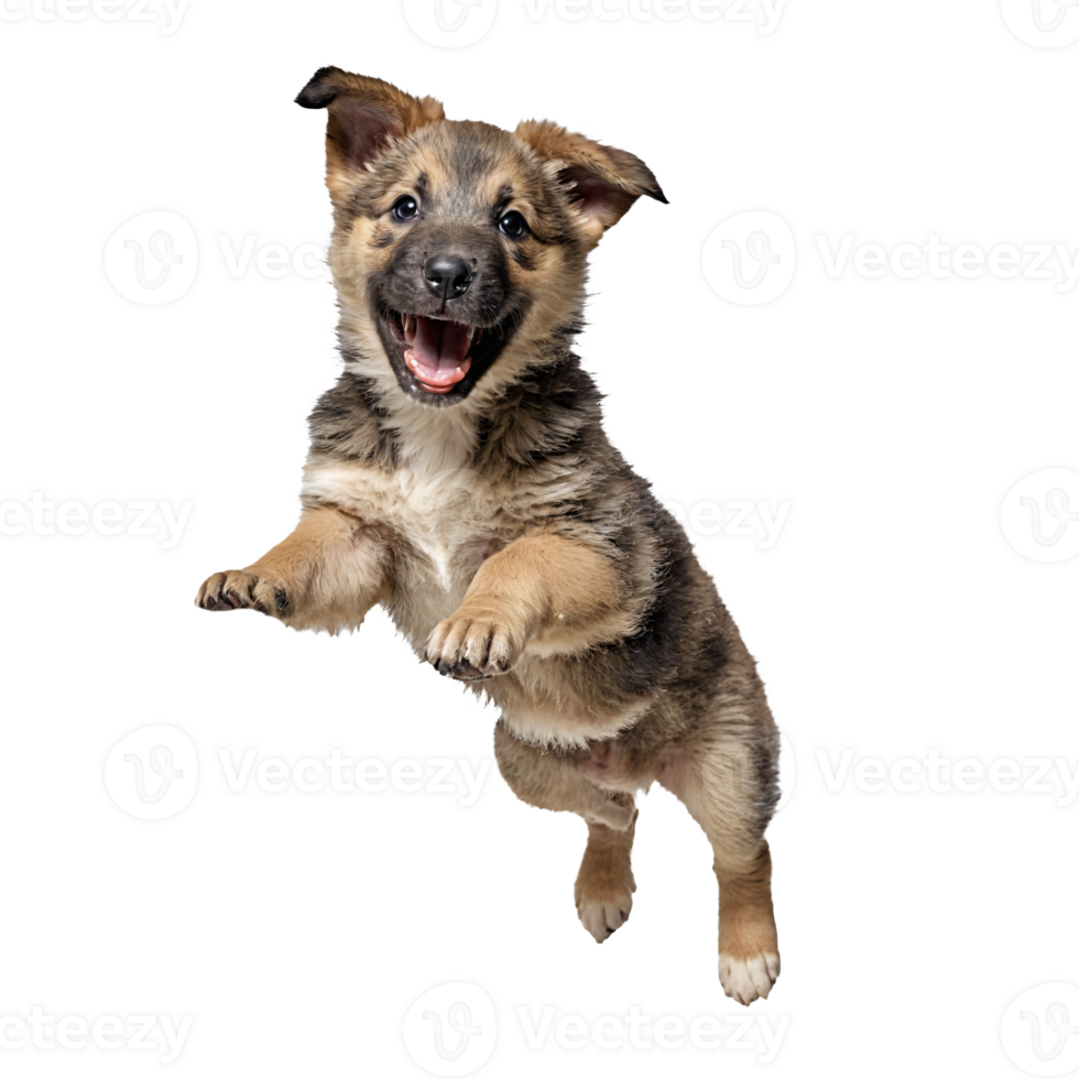 mongrel dog puppy jumping and running isolated transparent png