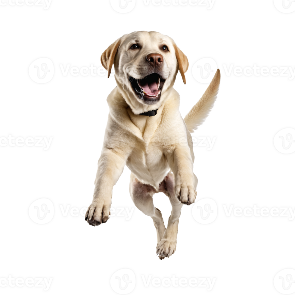 labrador retriever dog jumping and running isolated transparent png