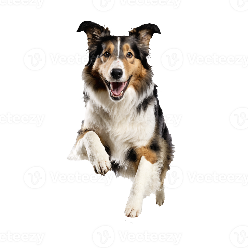 collie dog jumping and running isolated transparent png