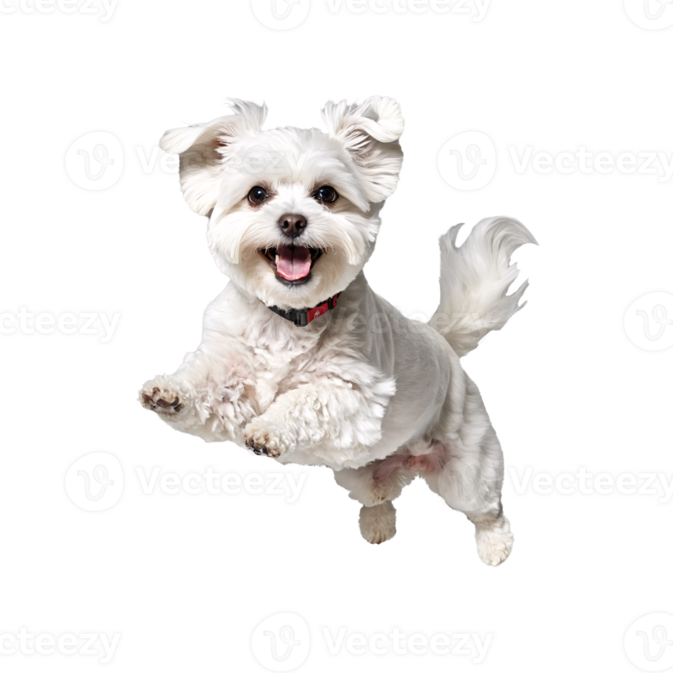 maltese dog puppy jumping and running isolated transparent png