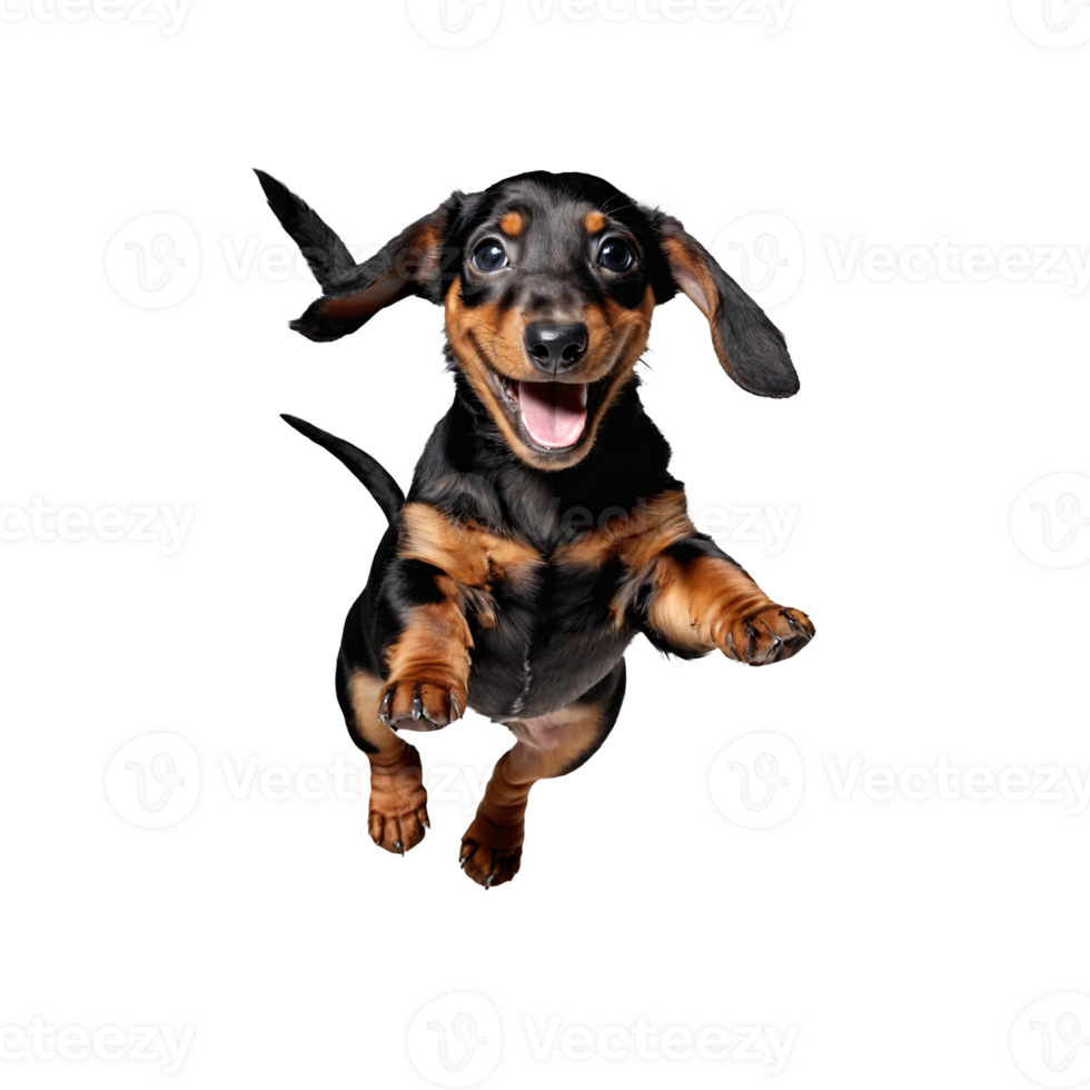 dachshund dog jumping and running isolated transparent png