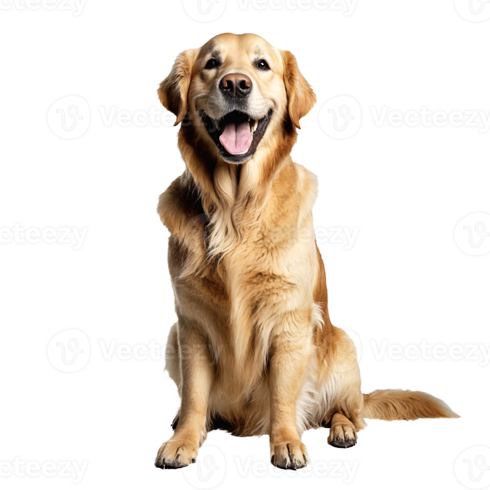 golden retriever dog jumping and running isolated transparent png