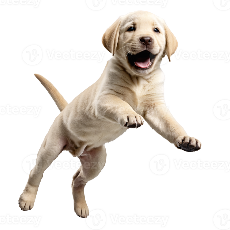 labrador retriever dog puppy jumping and running isolated transparent png