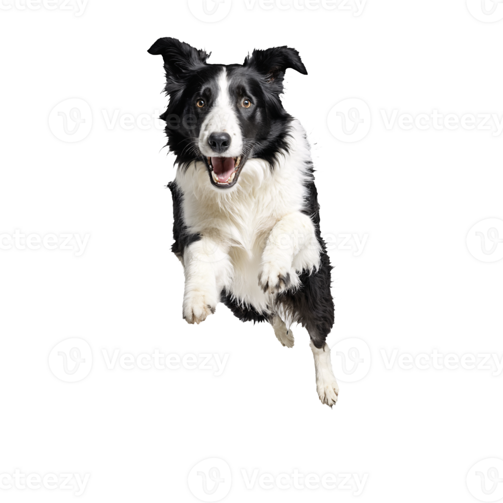black and white collie dog jumping and running isolated transparent png