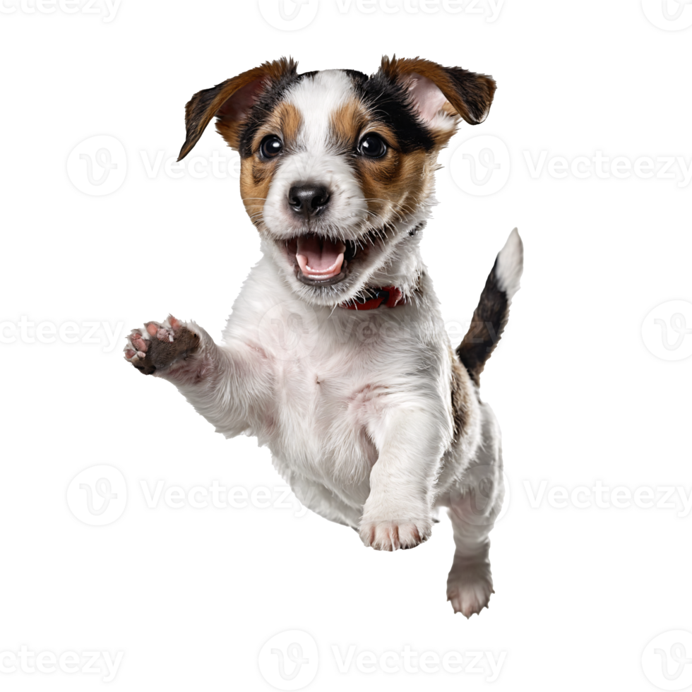 jack russel terrier dog puppy jumping and running isolated transparent png