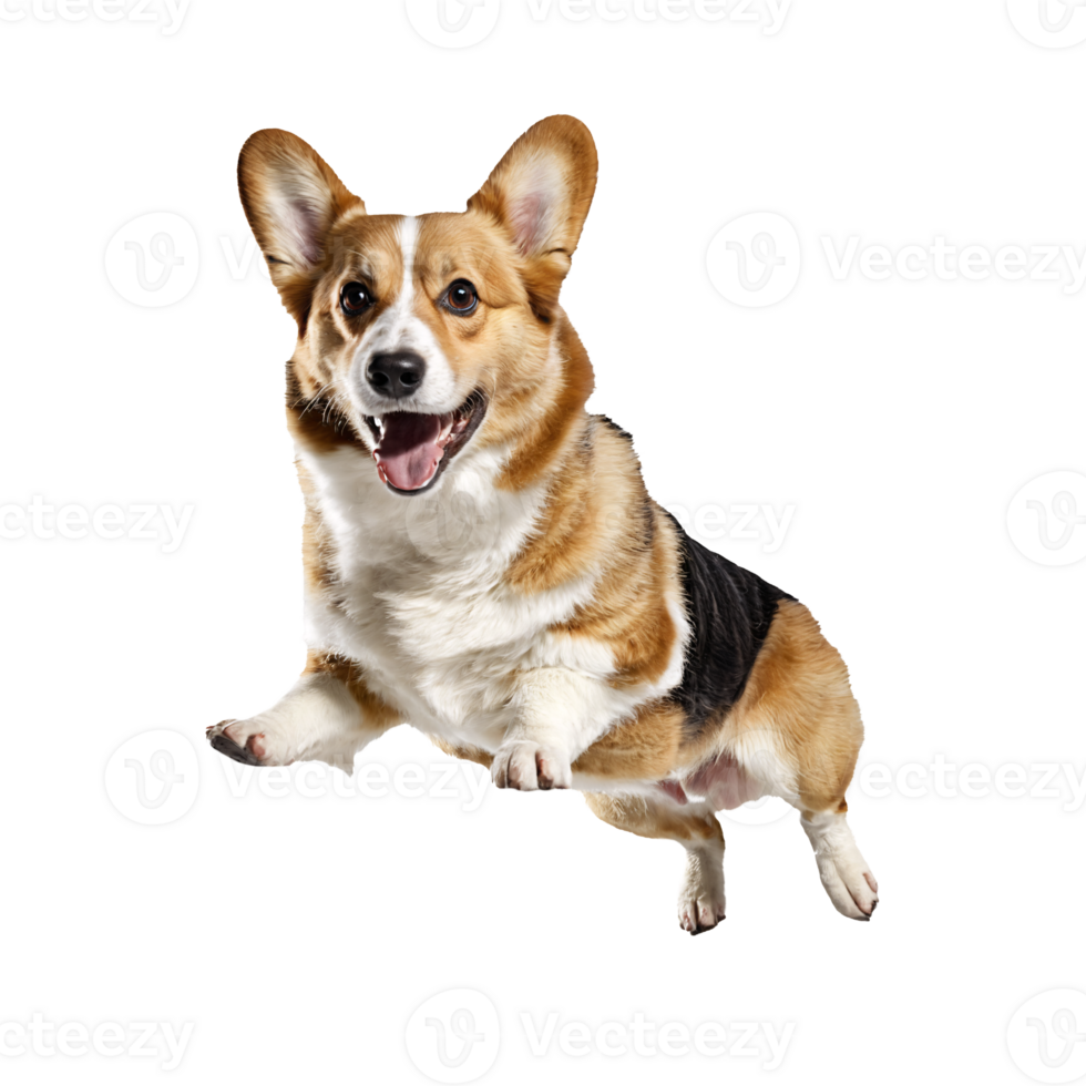 corgi dog jumping and running isolated transparent png