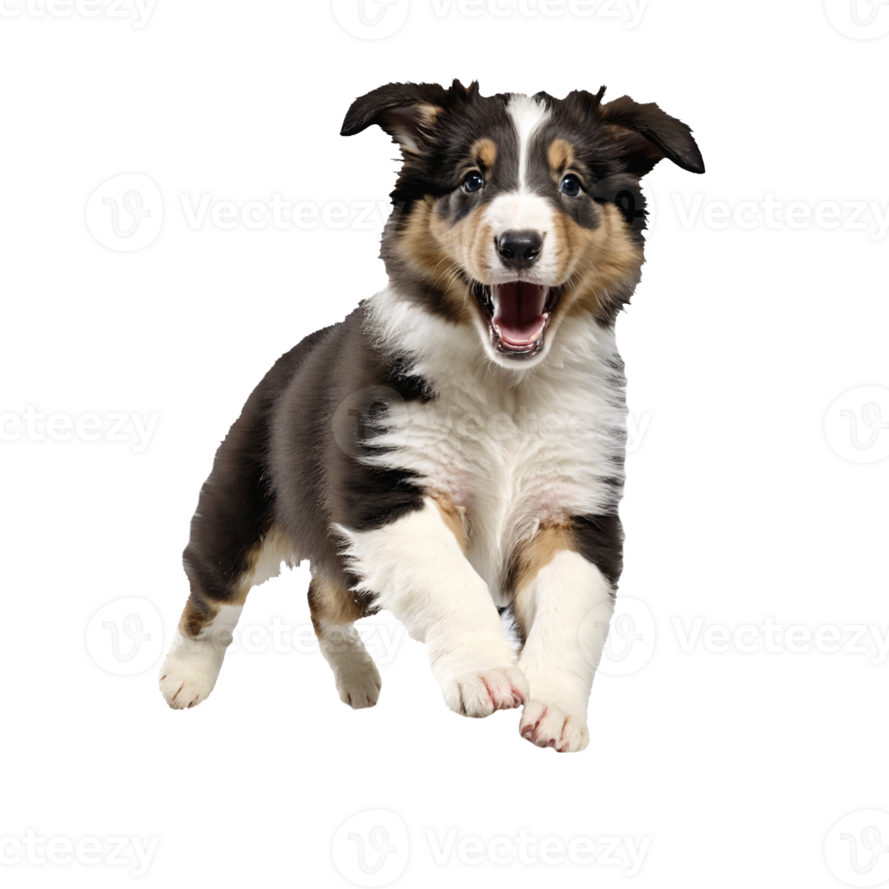 collie dog puppy jumping and running isolated transparent png