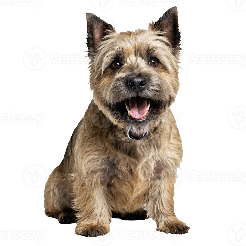 cairn terrier dog puppy sitting isolated transparent png