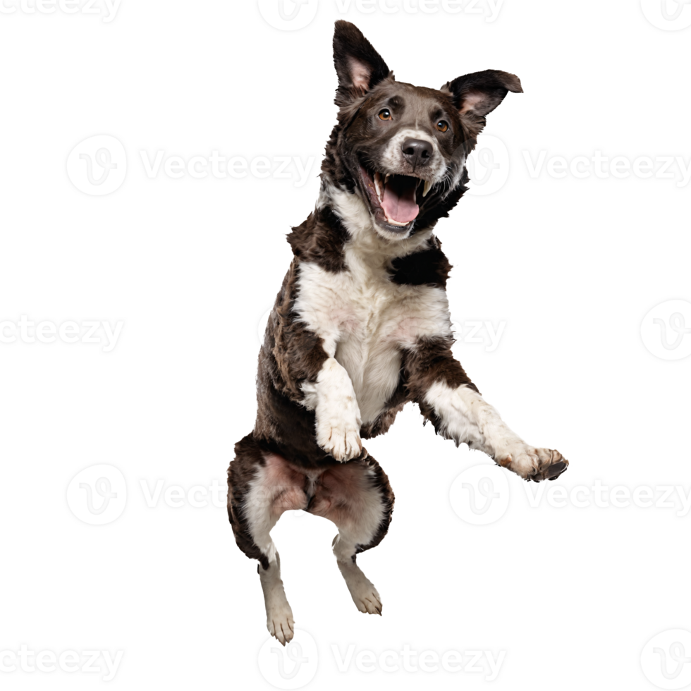 happy stray dog jumping and running isolated transparent png