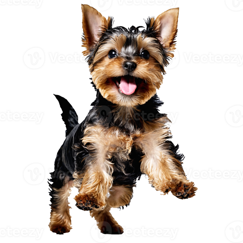 yorkshire terrier dog puppy jumping and running isolated transparent png