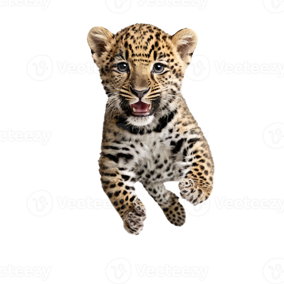 baby leopard running and jumping isolated transparent photo png