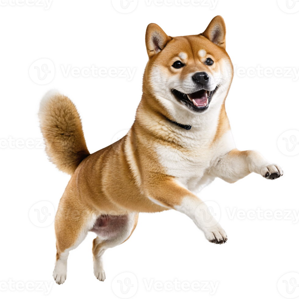 happy shiba inu dog jumping and running isolated transparent png