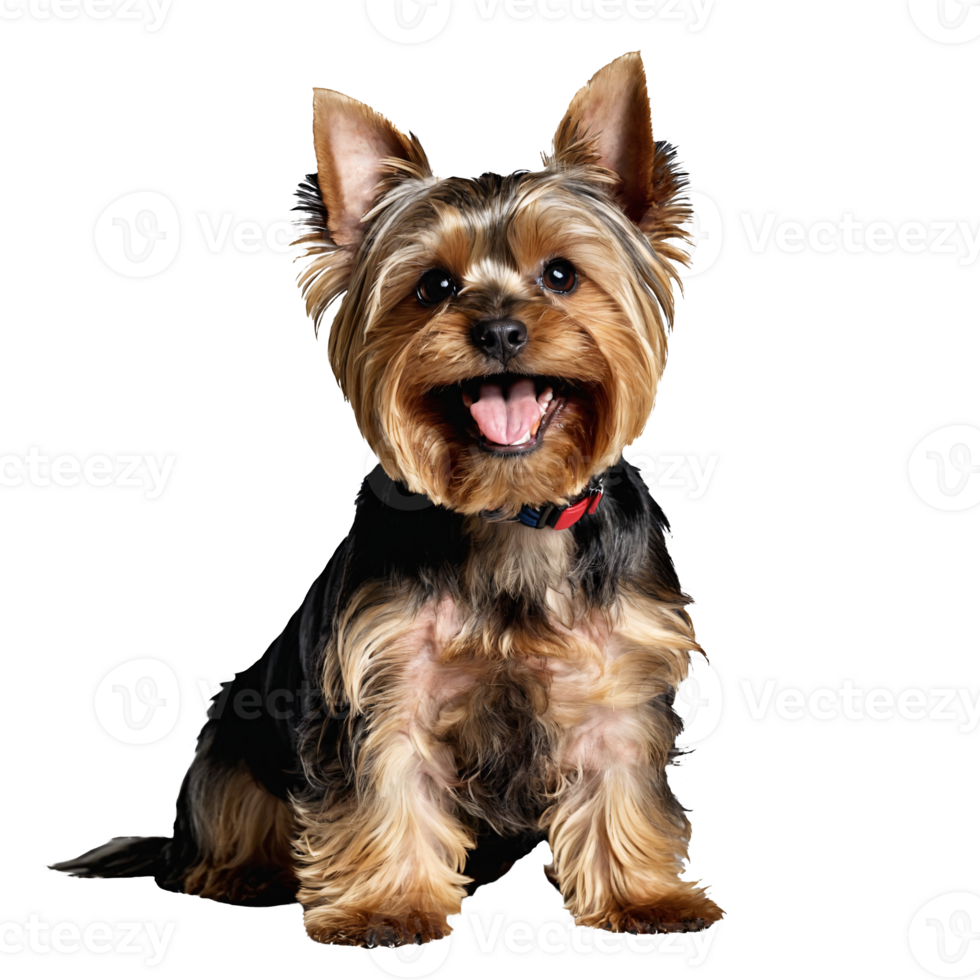 yorkshire terrier dog puppy sitting isolated transparent png