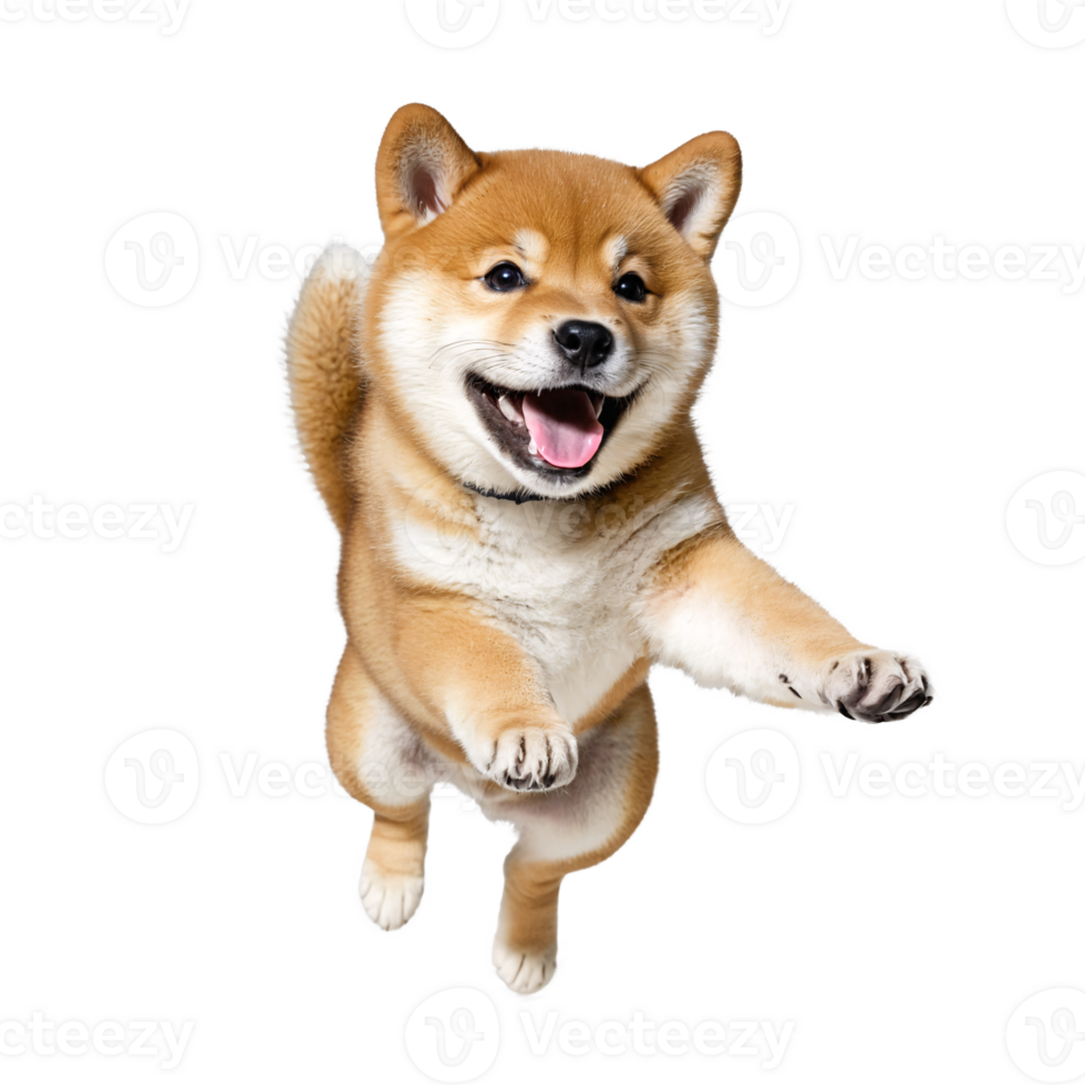 happy shiba inu dog puppy jumping and running isolated transparent png