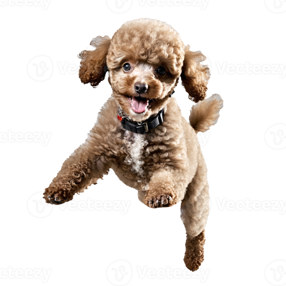 poodle dog puppy jumping and running isolated transparent png