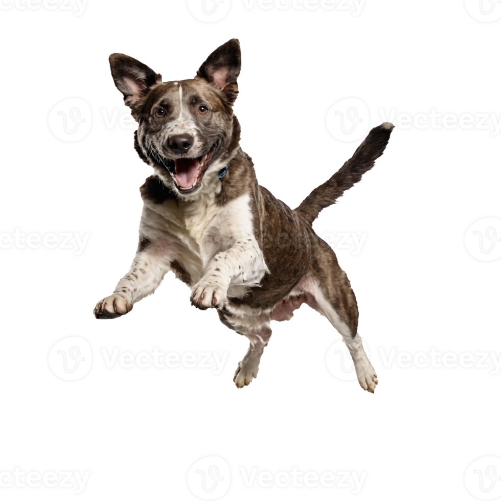 happy stray dog jumping and running isolated transparent png