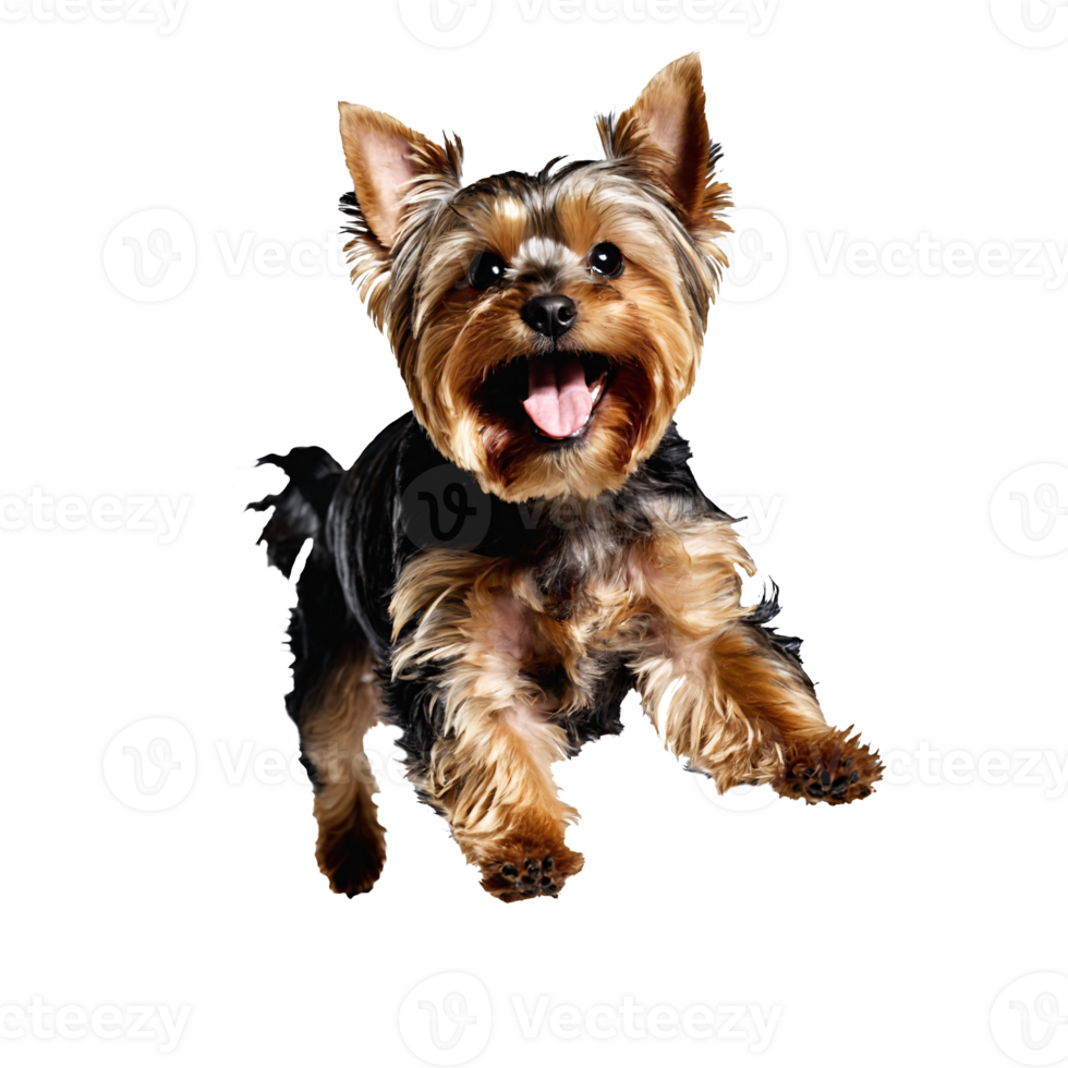 yorkshire terrier dog puppy jumping and running isolated transparent png