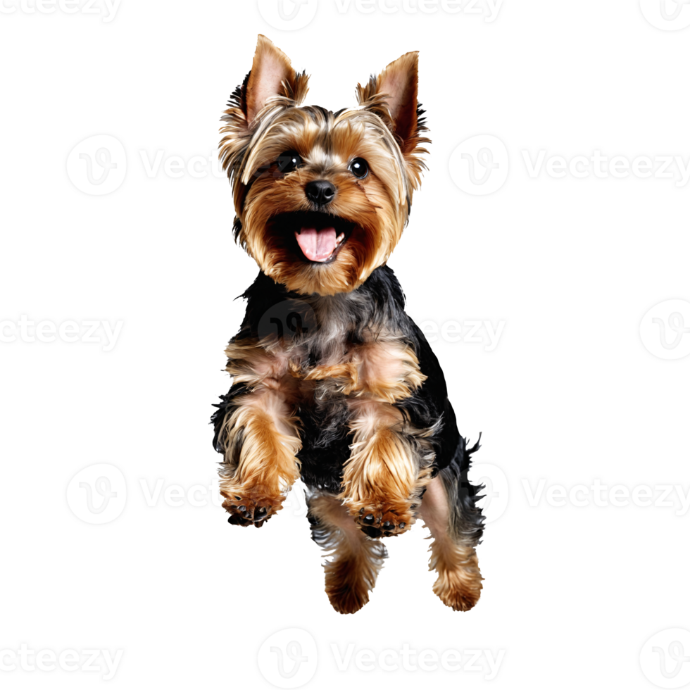 yorkshire terrier dog puppy jumping and running isolated transparent png