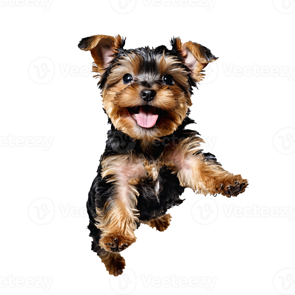 yorkshire terrier dog puppy jumping and running isolated transparent png
