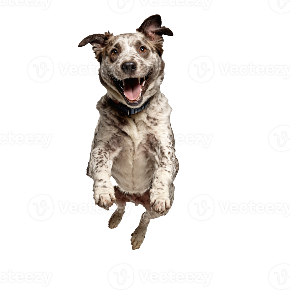 happy stray dog jumping and running isolated transparent png