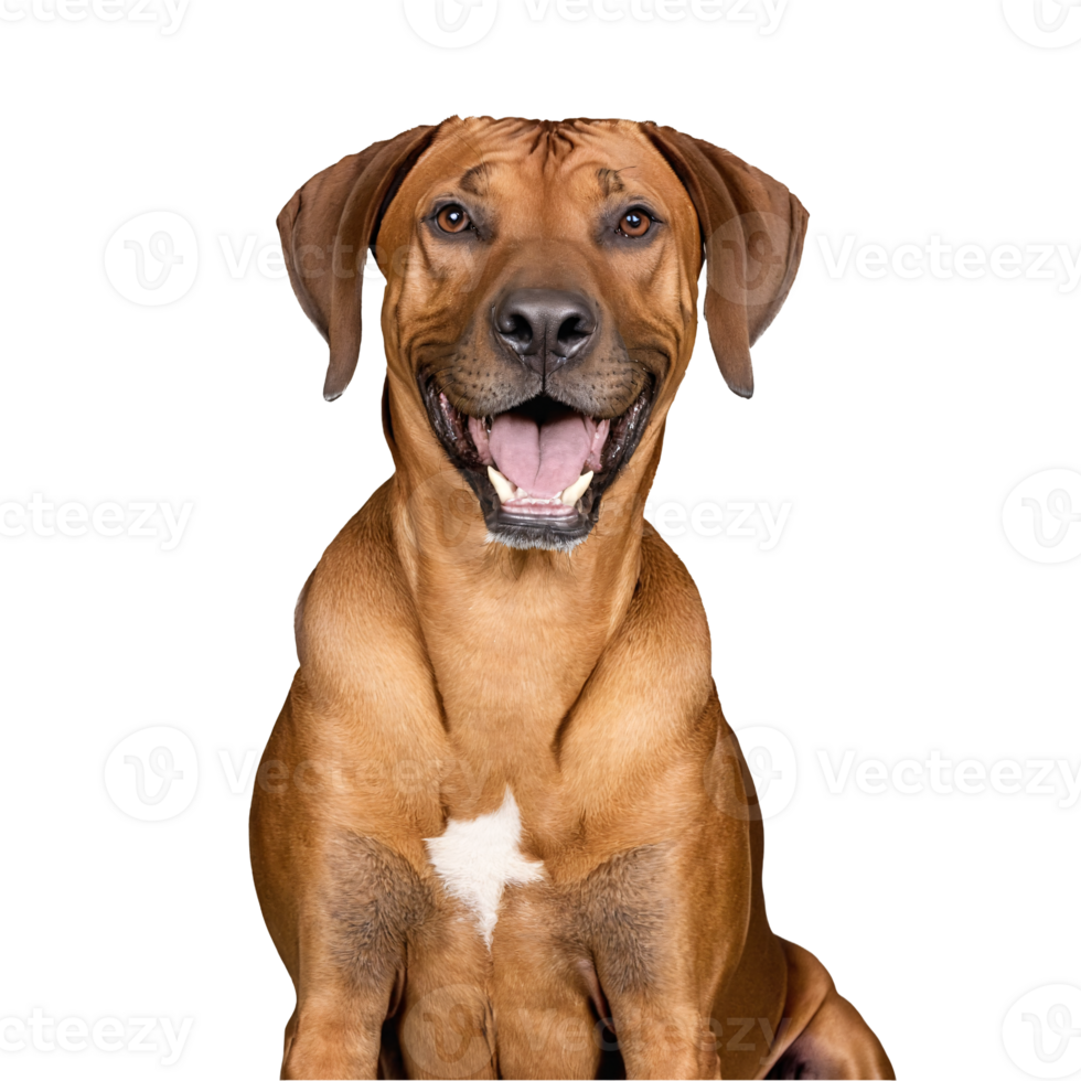 rhodesian ridgeback dog jumping and running isolated transparent png