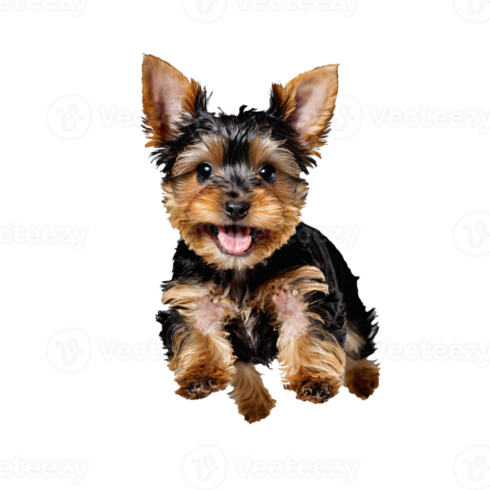 yorkshire terrier dog puppy jumping and running isolated transparent png