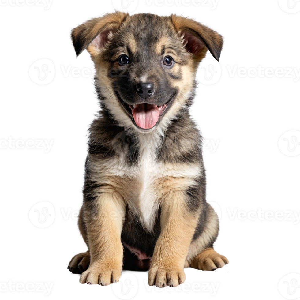 mongrel dog puppy sitting isolated transparent png
