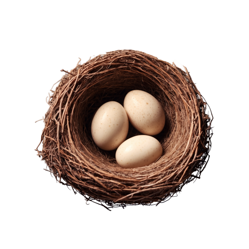 Bird Nest and egg Isolated on transparent background png