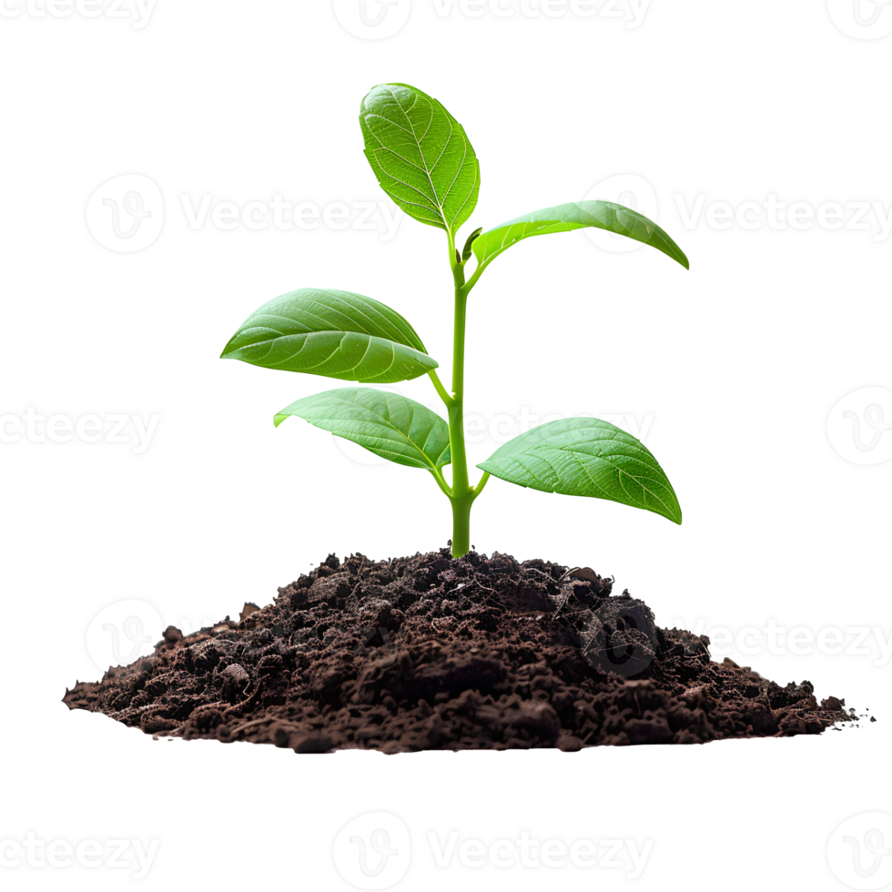 jovem plantar crescendo a partir de solo isolado. verde plantar crescendo a partir de sujeira para significar Novo começos, transição para verde energia e biodiversidade. plantar dentro solo png