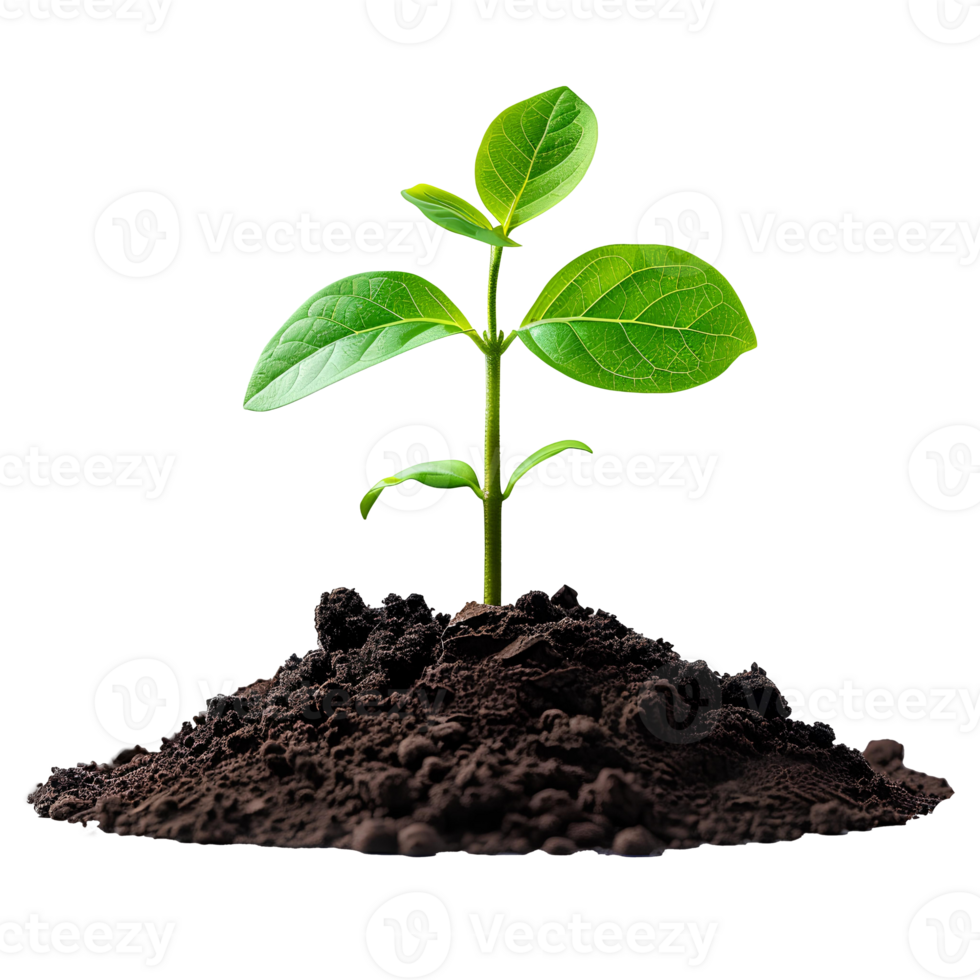 jovem plantar crescendo a partir de solo isolado. verde plantar crescendo a partir de sujeira para significar Novo começos, transição para verde energia e biodiversidade. plantar dentro solo png