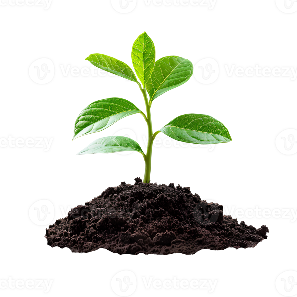 giovane pianta in crescita a partire dal suolo isolato. verde pianta in crescita a partire dal sporco per significare nuovo inizi, transizione per verde energia e biodiversità. pianta nel suolo png
