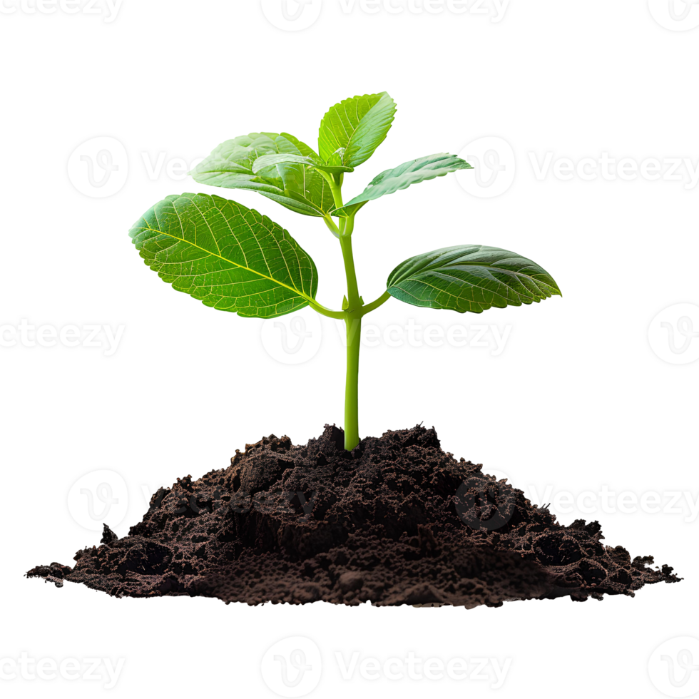 jovem plantar crescendo a partir de solo isolado. verde plantar crescendo a partir de sujeira para significar Novo começos, transição para verde energia e biodiversidade. plantar dentro solo png