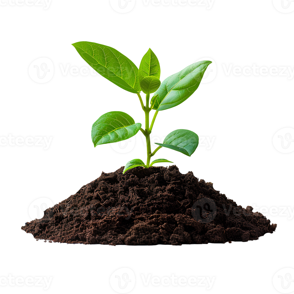 Young plant growing from soil isolated. Green plant growing from dirt to signify new beginnings, transition to green energy and biodiversity. Plant in soil png