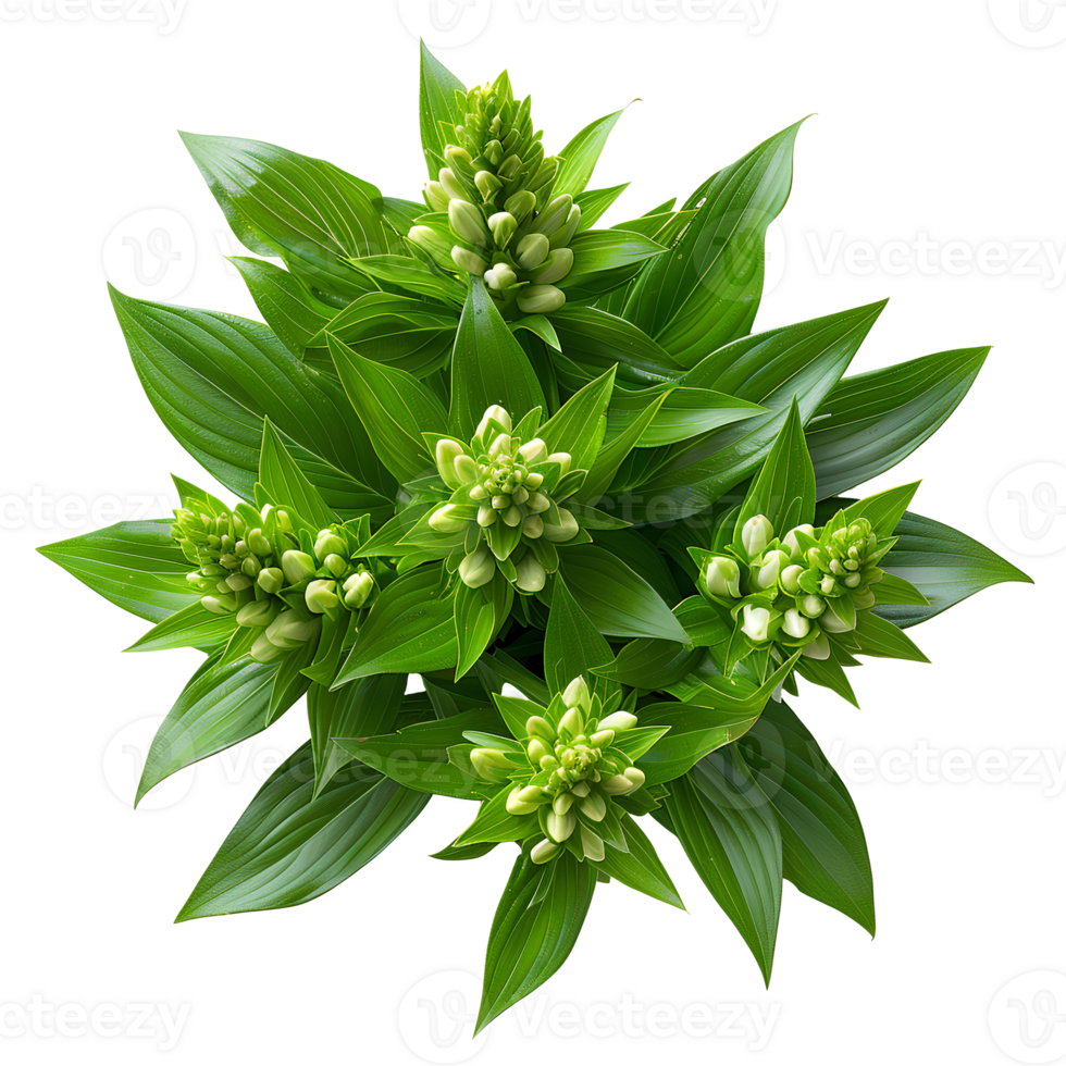 Bush with luscious green leaves isolated. Green leaves from a forest plant isolated. Forest green plant top view png