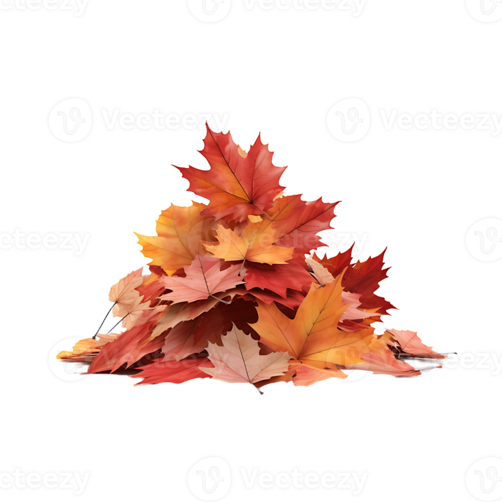 Clear Autumn Maple Leaf Illustrations png