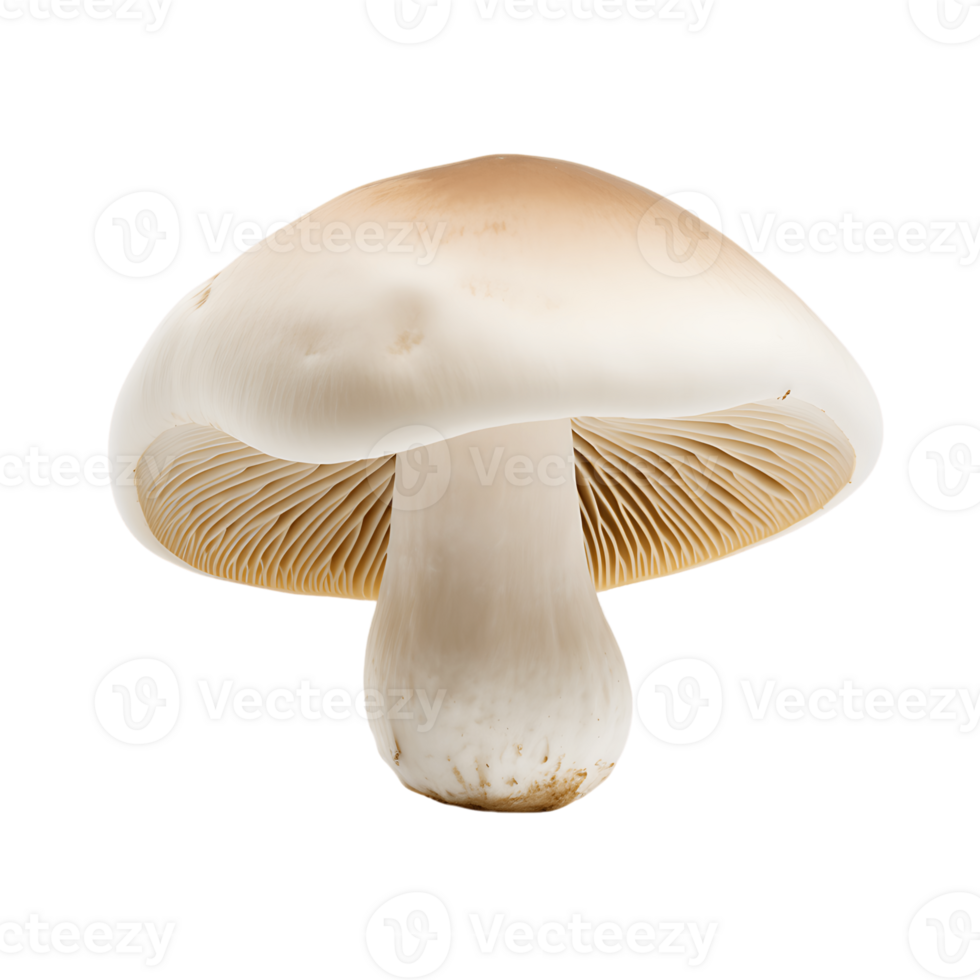 Isolated Wild Mushrooms Art png