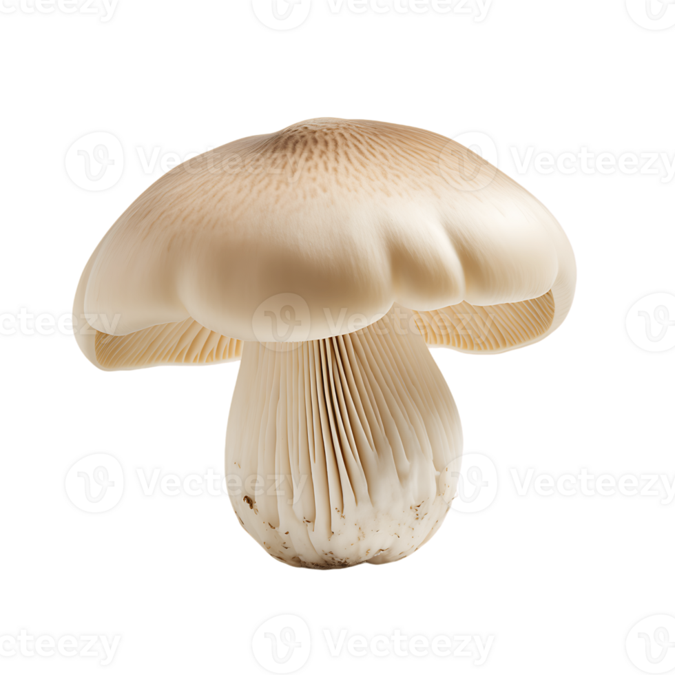 Transparent Mushroom Graphics png