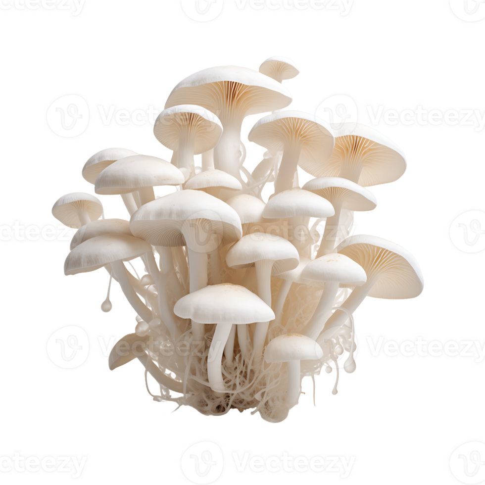 Group of Mushrooms with Transparent Background Clipart png