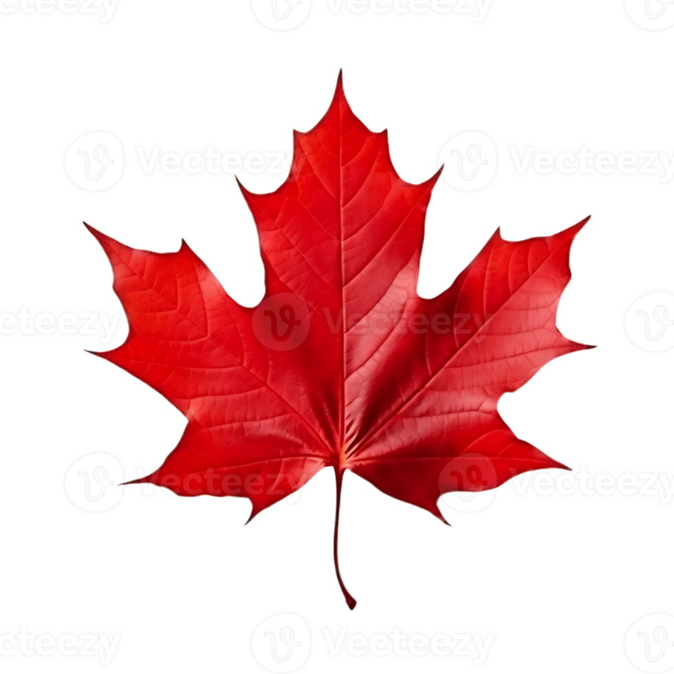 Clear Maple Leaf with Background png