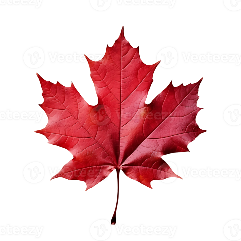 Clear Autumn Maple Leaf Design Kit png