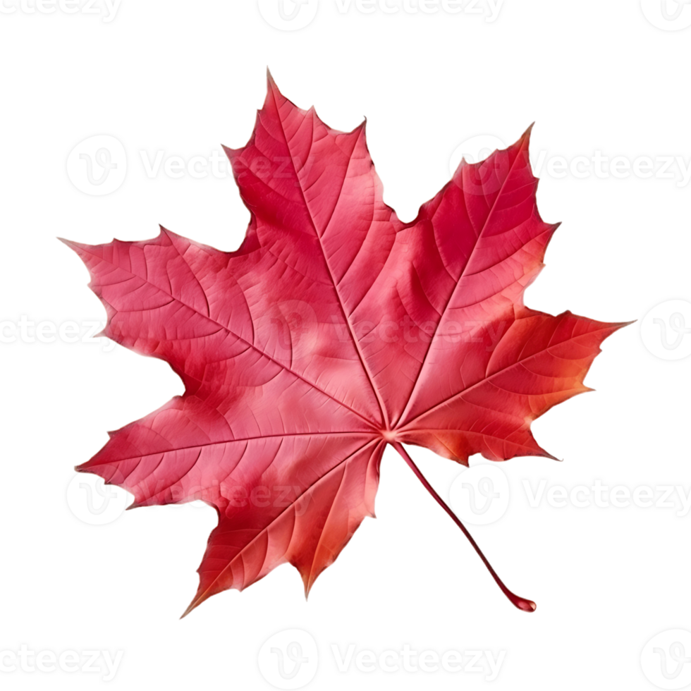 Transparent Red Maple Leaf png