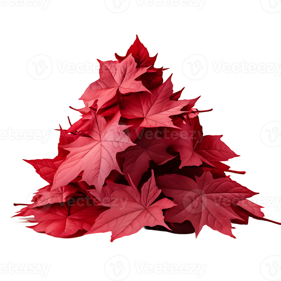 Whole Maple Leaf with Transparent Background png